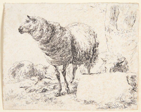 Nicolaes Berchem, Et stående får
