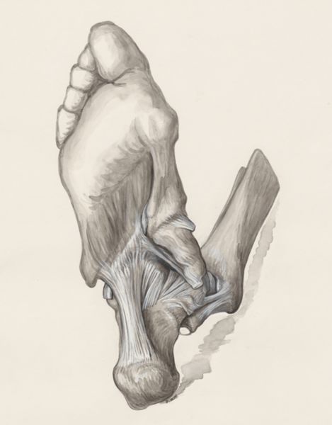 J Wetselaar-Whittaker, Muscular tissue of the heel, seen from below