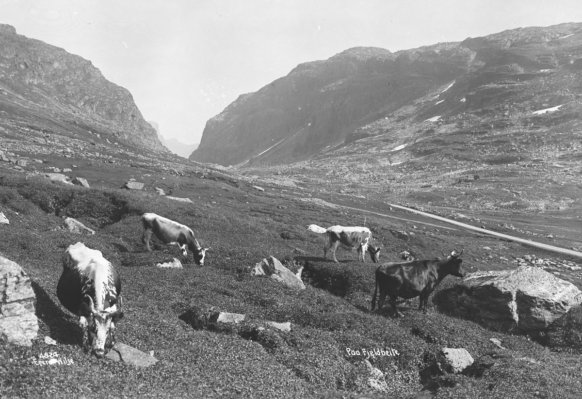 Anders Beer Wilse, Prot: Kreaturer paa Fjellbeite Konv: Kreaturbeiting ved Dyrskaret, Haukeli