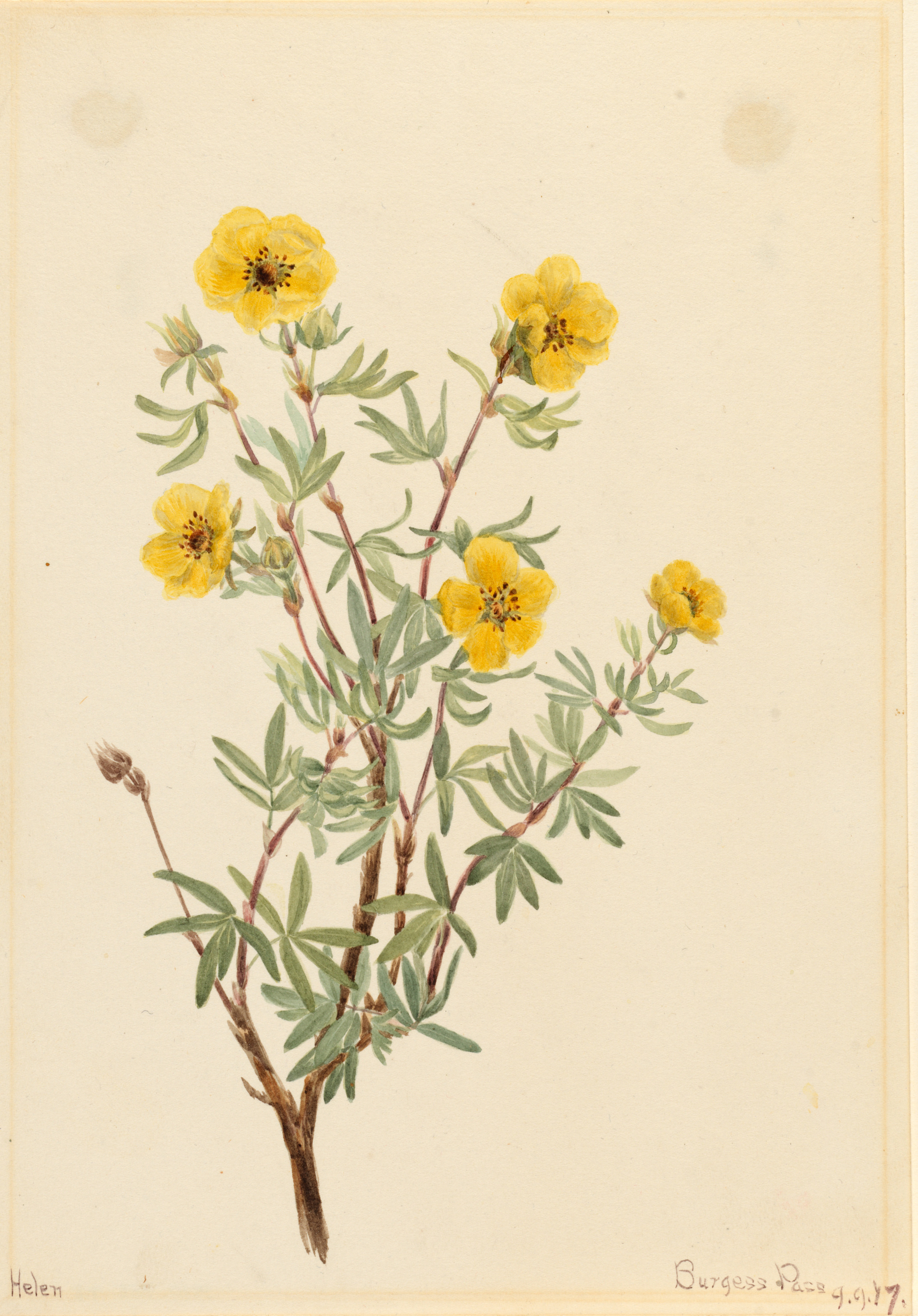 Mary Vaux Walcott, Bush Cinquefoil (Potentilla fruticosa)