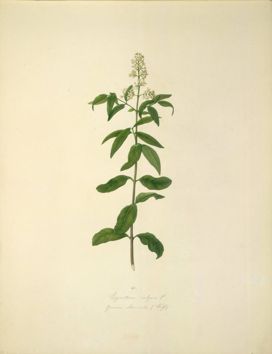AugustRokert, Ligustrum vulgare L - Gewöhnlicher Liguster (Blüte)