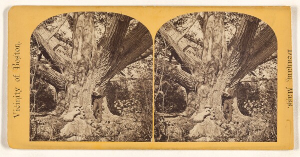 Unknown, Old Chestnut Tree, Oak Dale, 32 feet in circumference. Dedham, Mass.