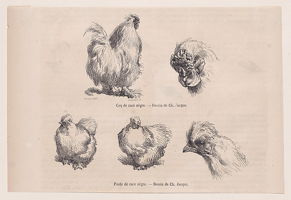 Charles Jacque, Silkie Cockerel and Silkie Hen, from "Le Magasin Pittoresque"