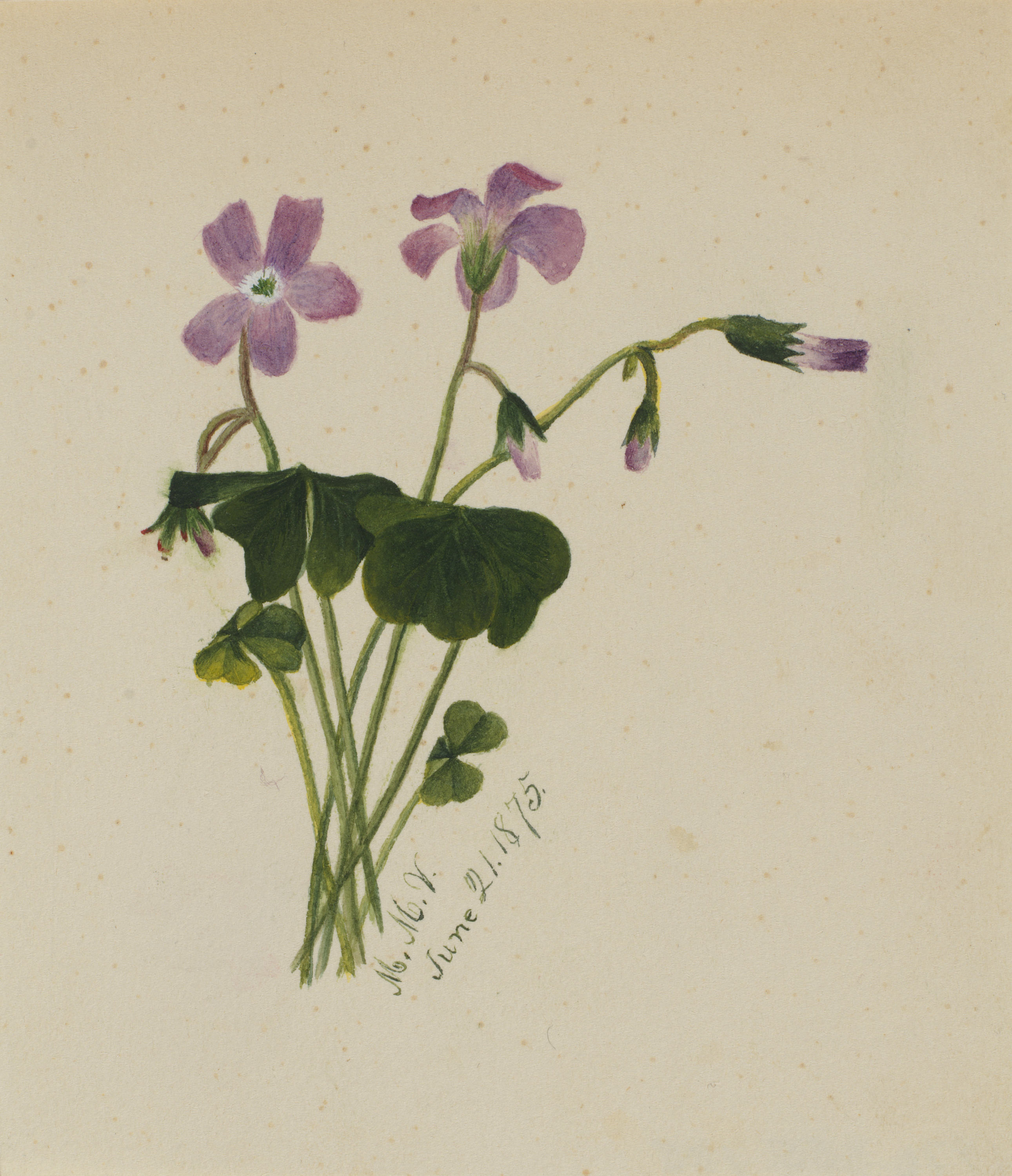 Mary Vaux Walcott, (Untitled)