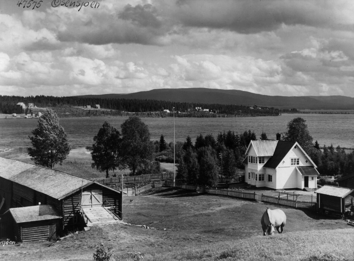 Anders Beer Wilse, Ossjoen, Gård, Husdyrhold