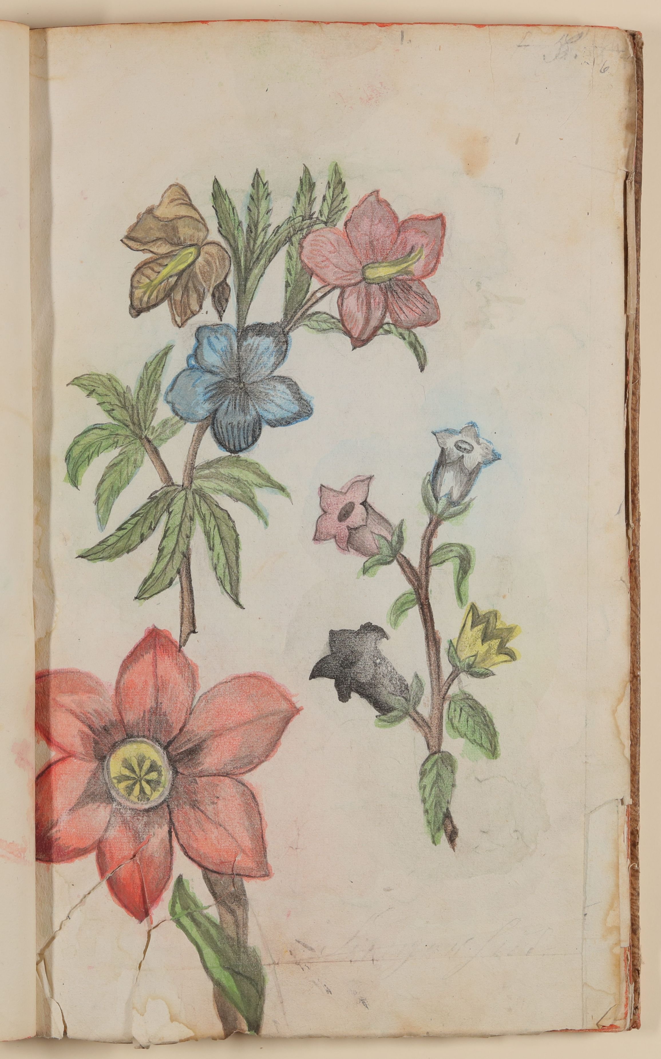 Marianne Franziska Seiffert von Klettenberg, Fingerhut [aus einem Skizzenbuch der Marianne Franziska Seiffert von Klettenberg]