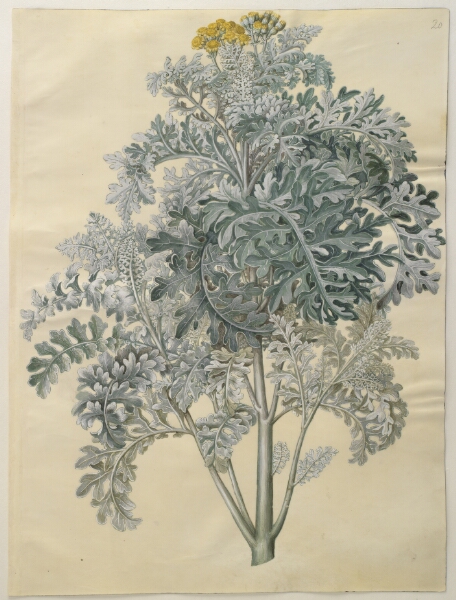 Hans Simon Holtzbecker, Jacobaea maritima (gråblad)