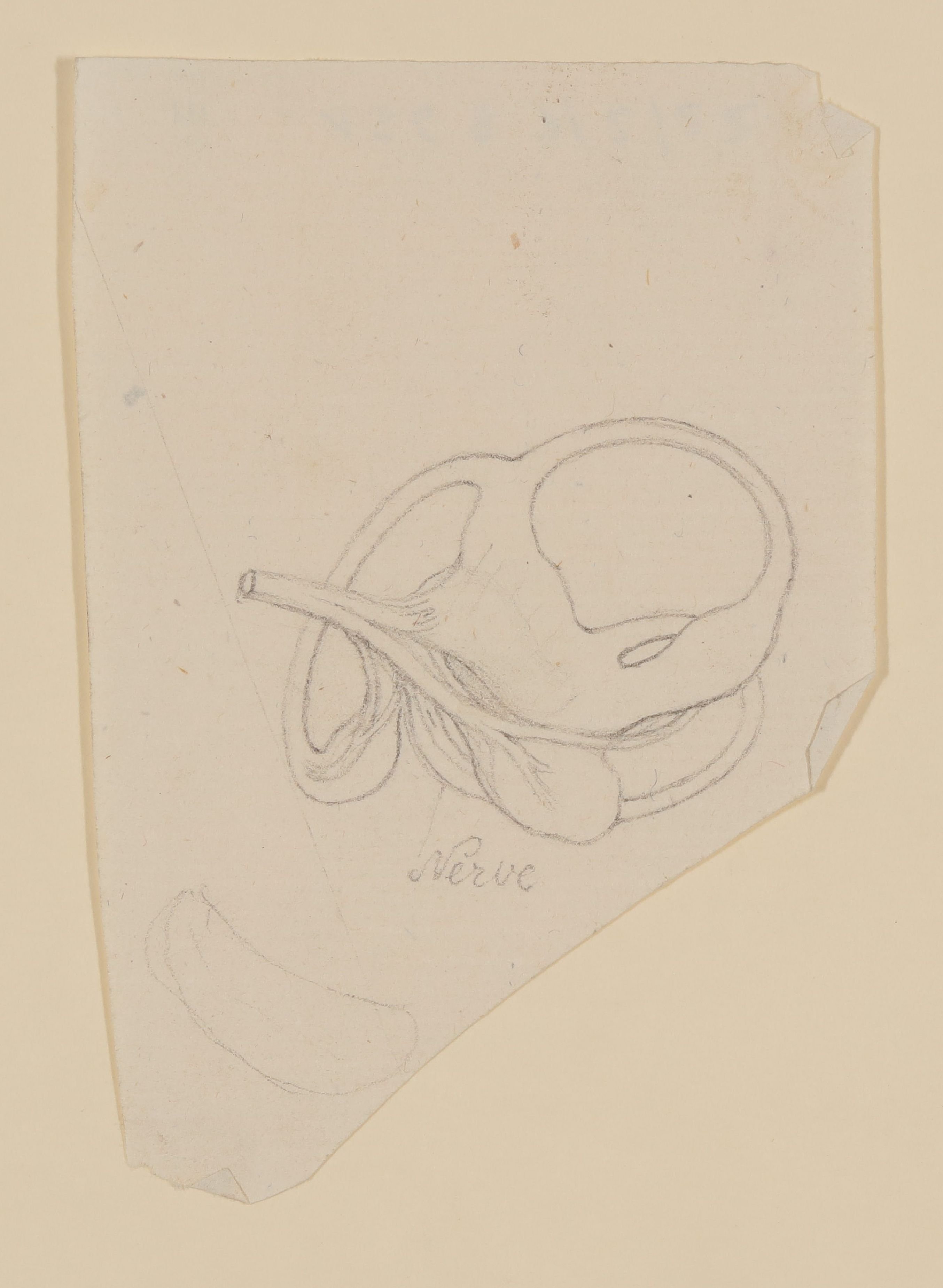 Christian Koeck, Das menschliche Gleichgewichtsorgan im Innenohr [aus einem Konvolut anatomischer Zeichnungen des Christian Koeck]