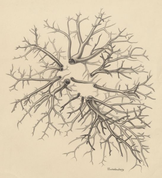 J Tinkelenberg, Bronchi