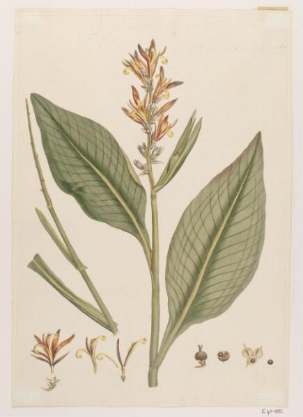 John Miller, Print