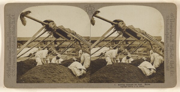 Carleton H. Graves, Sorting seaweed for food. Korea.