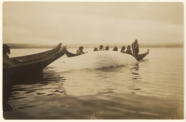 Edward S. Curtis, [The sea itself teems with life]