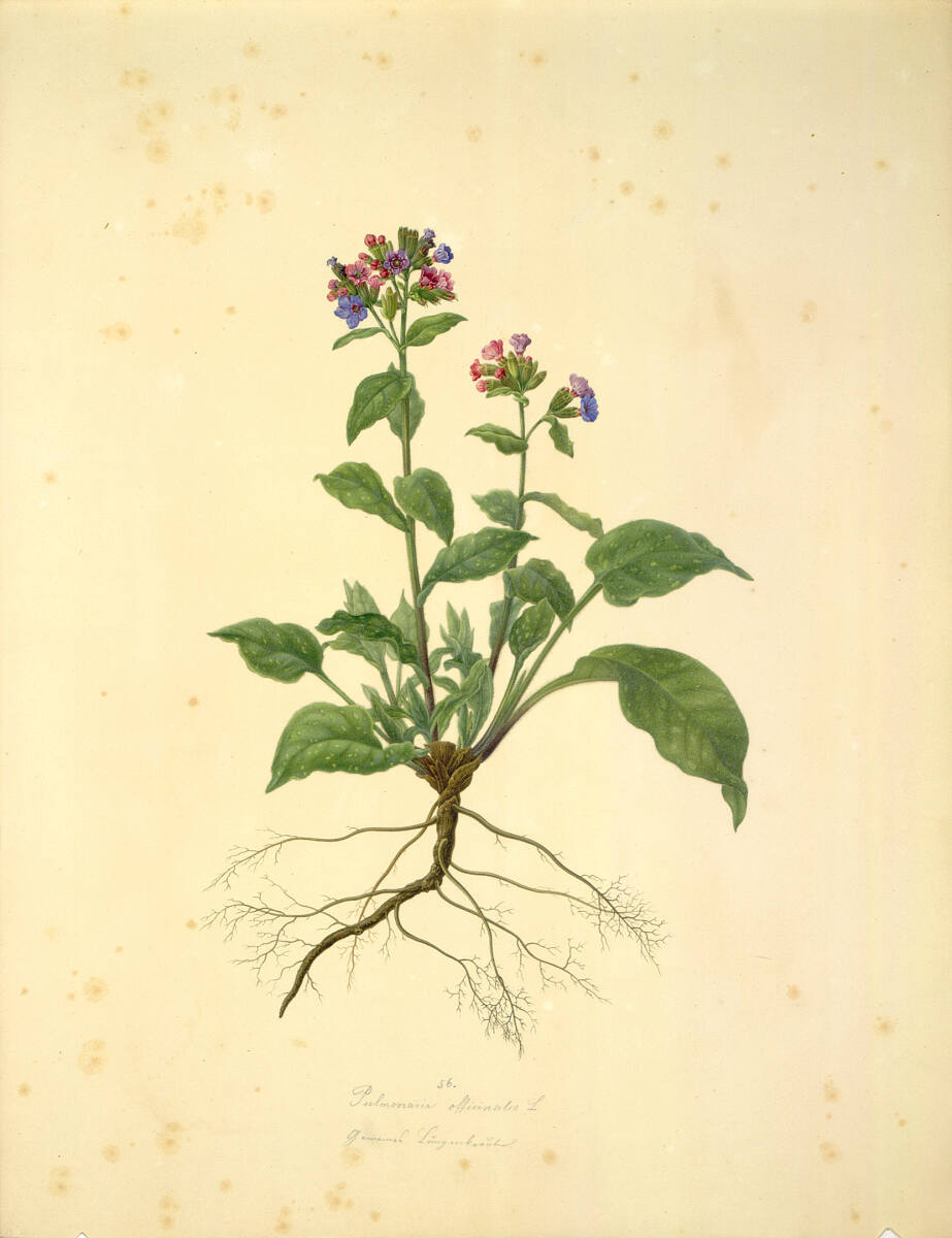 AugustRokert, Pulmonaria officinalis L - Geflecktes Lungenkraut