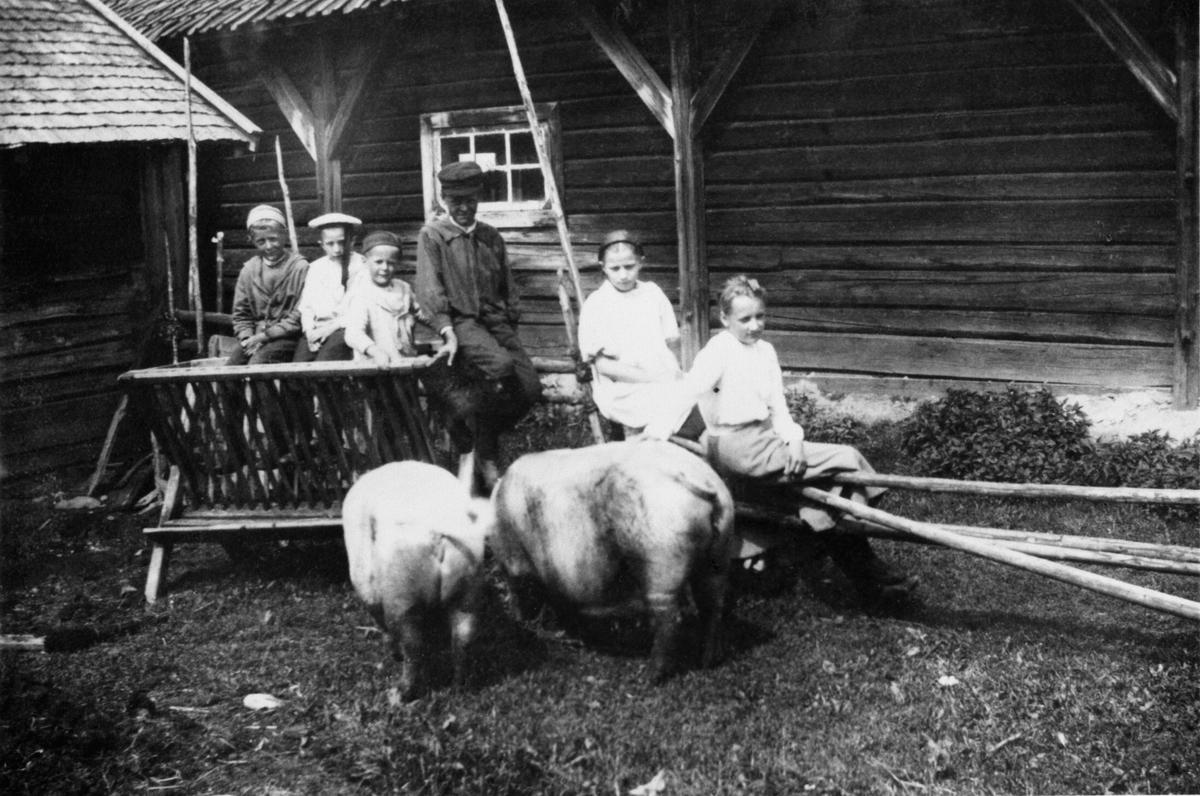 Anno Domkirkeodden, GR: 6 BARN, 2 GRISER, ENGELAUG VESTRE, ÅDALSBRUK Løten.