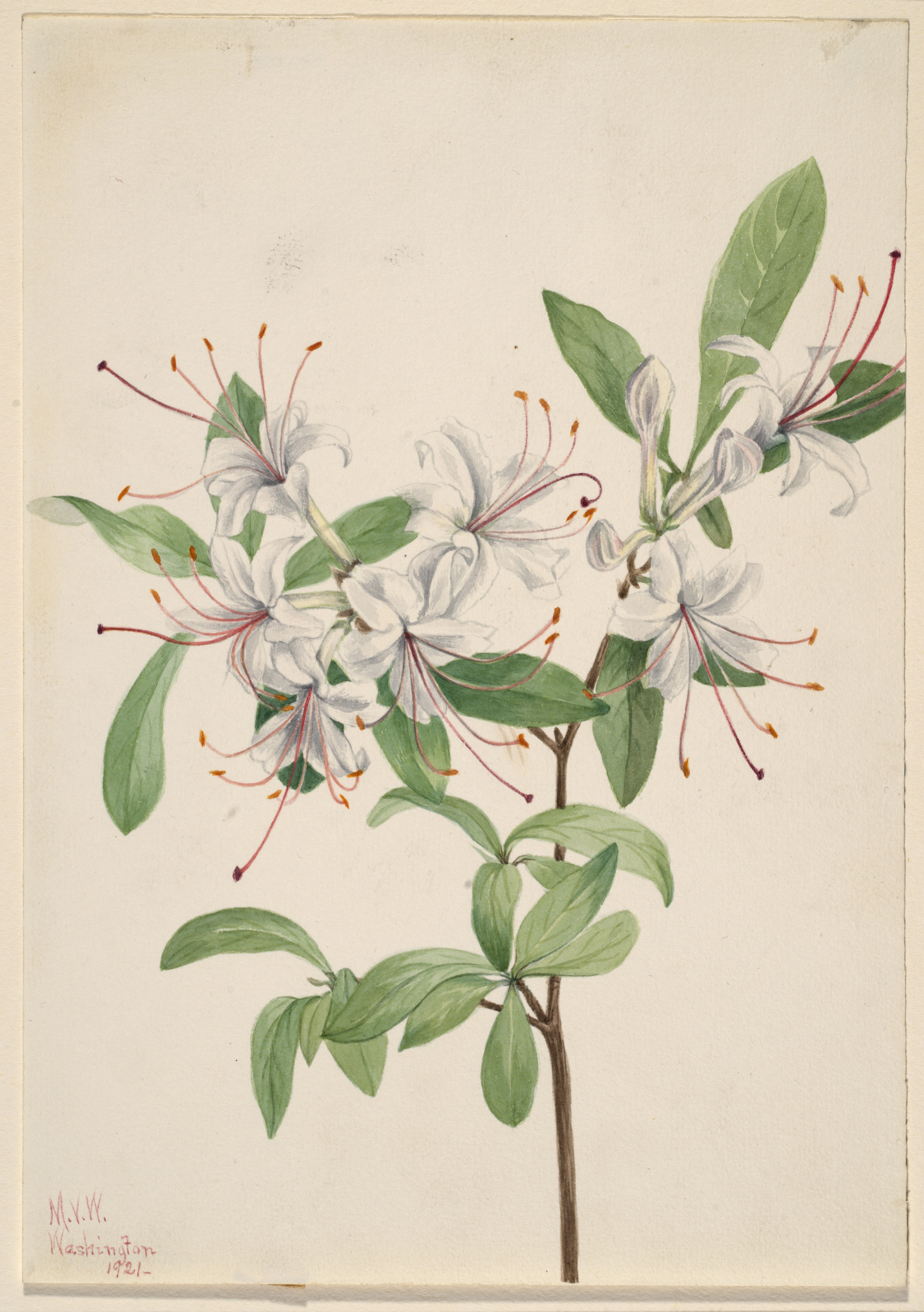 Mary Vaux Walcott, Sweet Azalea (Azalea arborescens)