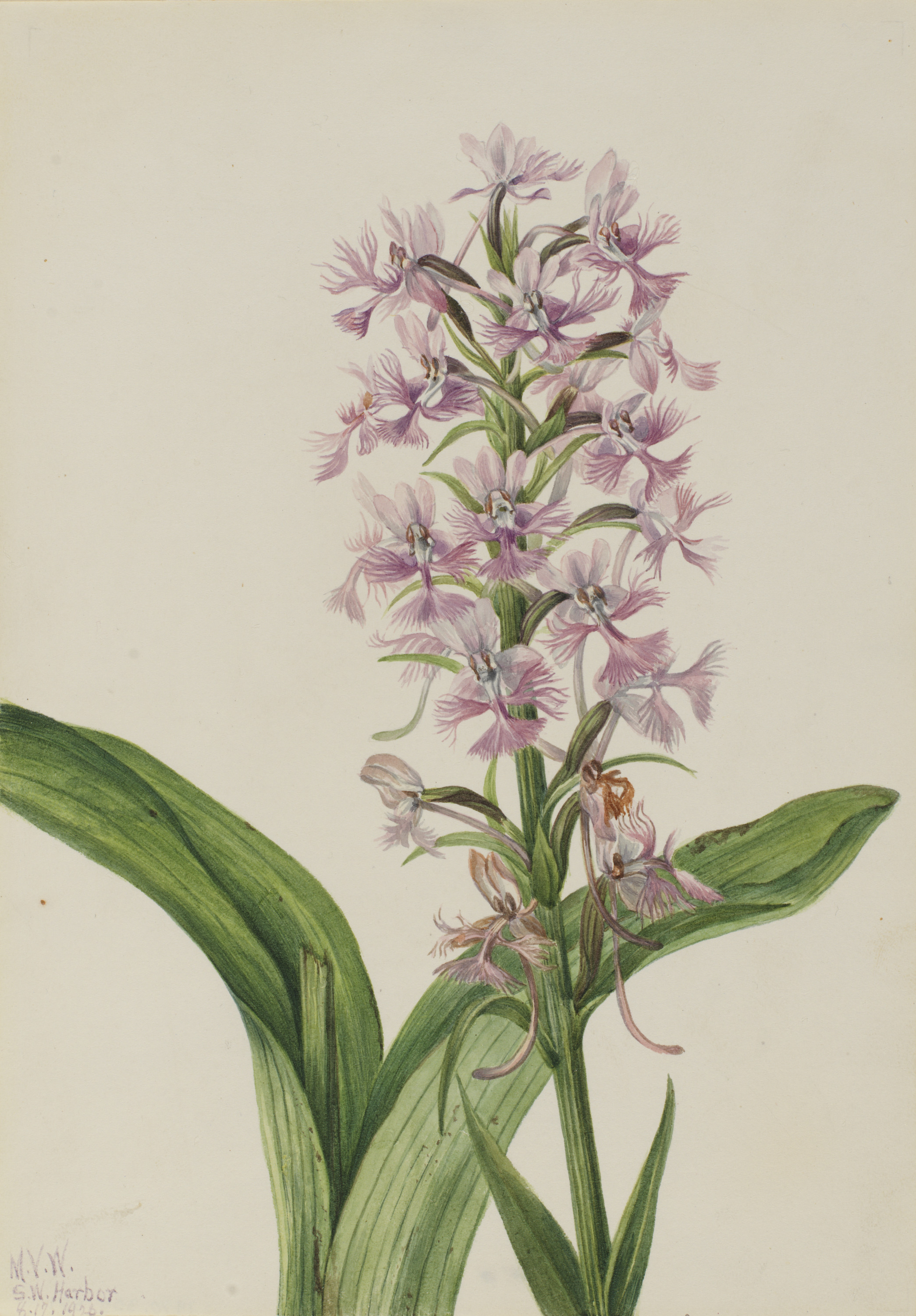 Mary Vaux Walcott, Large Purple Fringe-Orchid (Habenaria grandiflora)