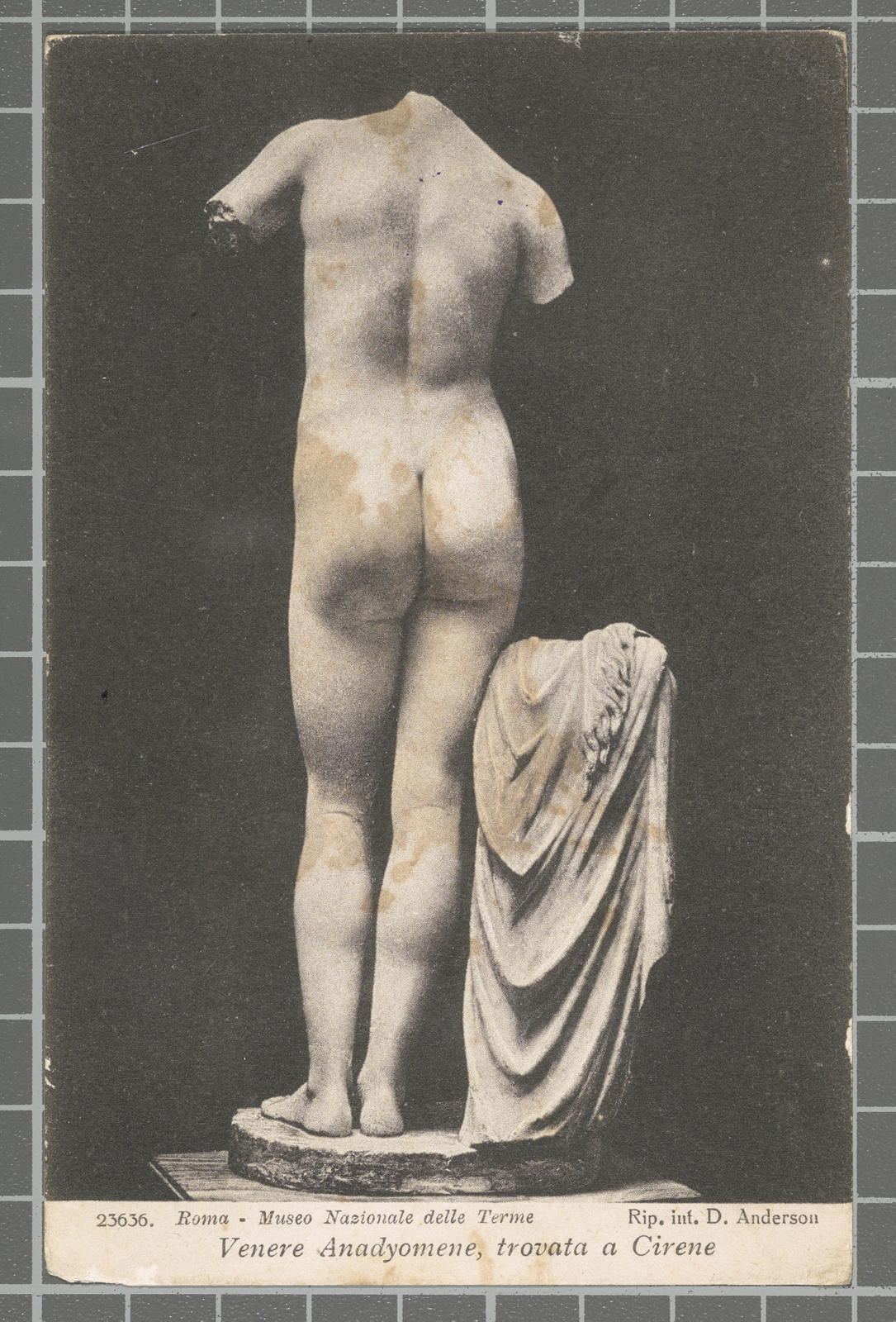 Desconegut, 23636. Rome - Museo Nazionale delle Terme. Venere Anadyomene, trovata in Cyrene