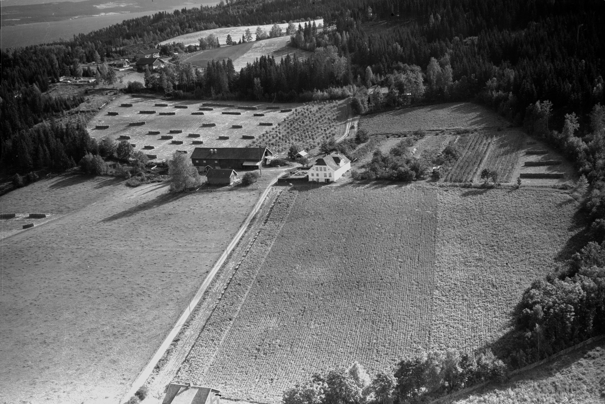 Anno Domkirkeodden, Flyfoto, gardsbruk, Venningrud, Helgøya, hage, hesjer, Danmark i bakgrunn..