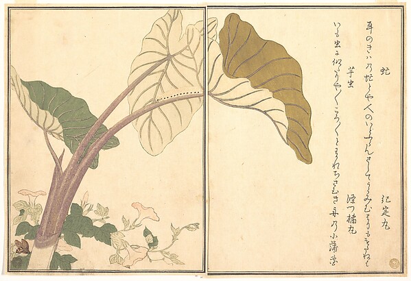 Kitagawa Utamaro, Horsefly (abu); Green Caterpillar, imomushi, from the Picture Book of Crawling Creatures (Ehon mushi erami)