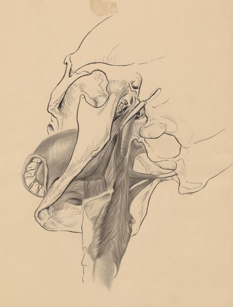 J Wetselaar-Whittaker, Musculoskeletal system of the throat/neck