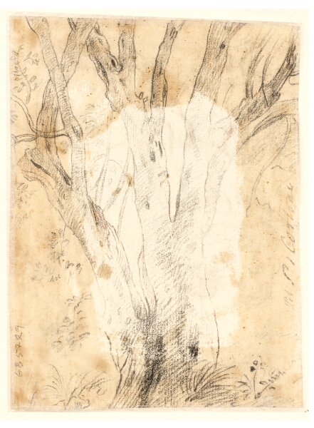 Ciro Ferri, Studie af et træ og blomster