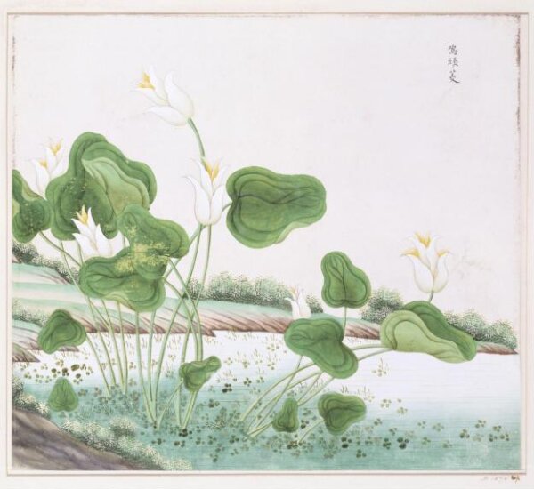 Unknown, Cock-Head Waterlily