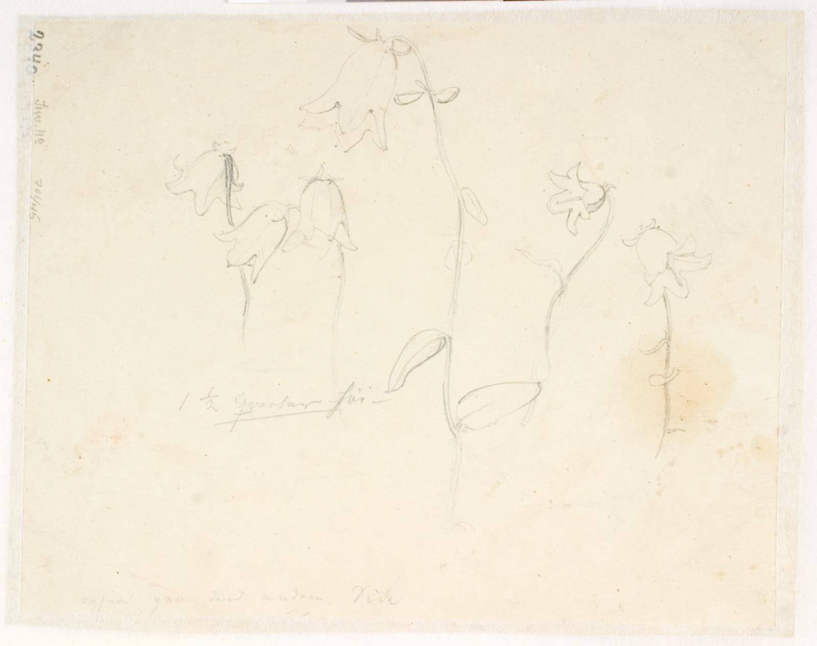 Dankvart Dreyer, Plantestudier