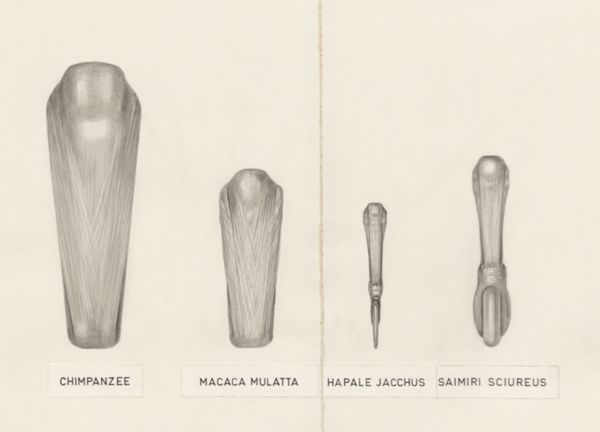 H.G Wetselaar, Muscular tissue of a mammal's upper extremities