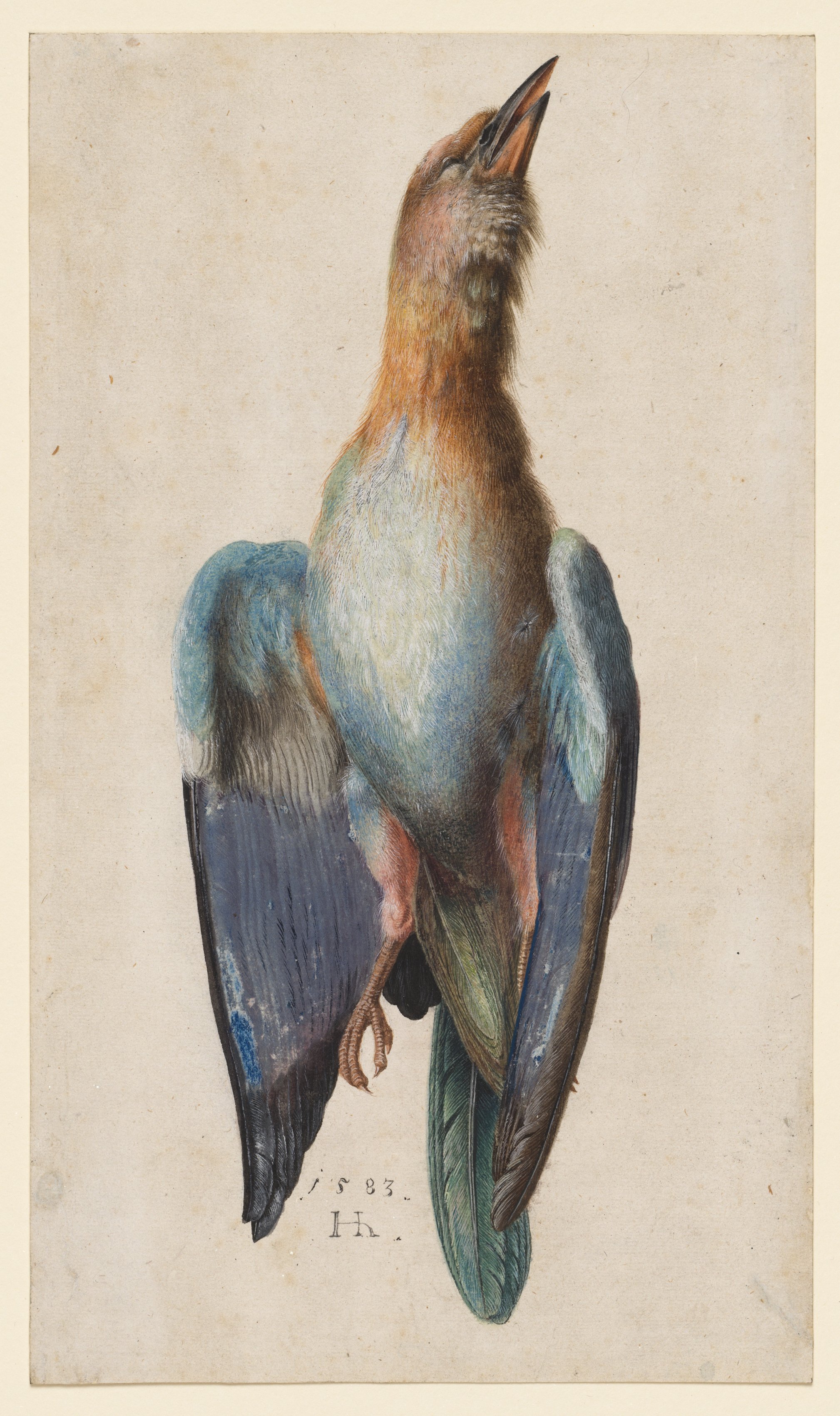 Hans Hoffmann, Dead Blue Roller