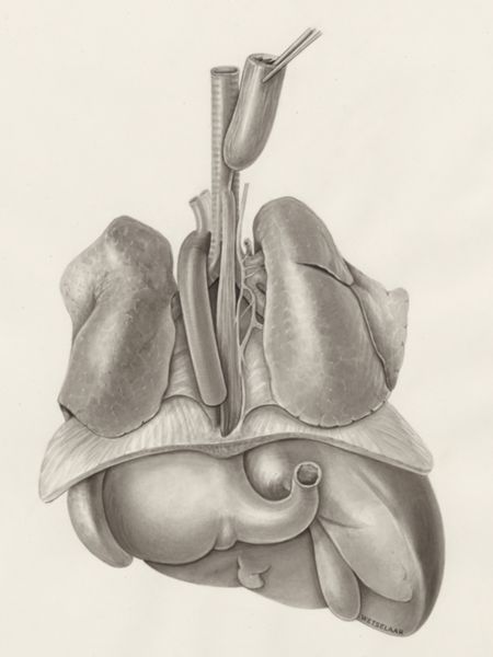 H.G Wetselaar, Heart and adjacent organs