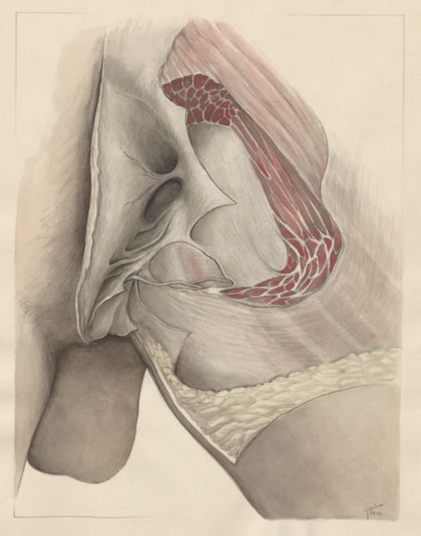 J Tinkelenberg, Tissue of the buttocks