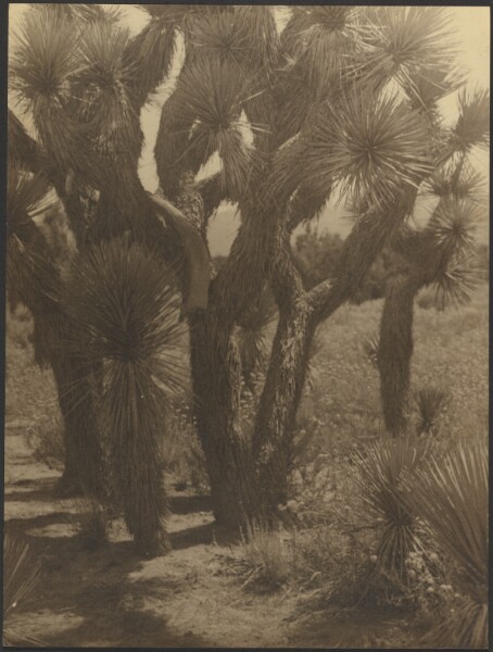 Louis Fleckenstein, [Joshua Trees Close-Up]