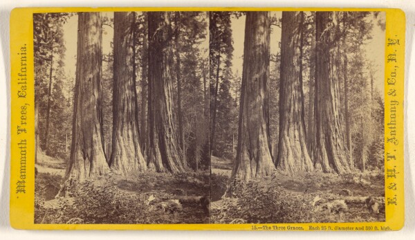 Edward and Henry T. Anthony & Co., The Three Graces. Each 25 ft. diameter and 300 ft. high. [Mammoth Trees, California]