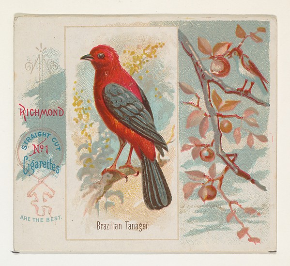 Allen & Ginter, Brazilian Tanager, from the Song Birds of the World series (N42) for Allen & Ginter Cigarettes