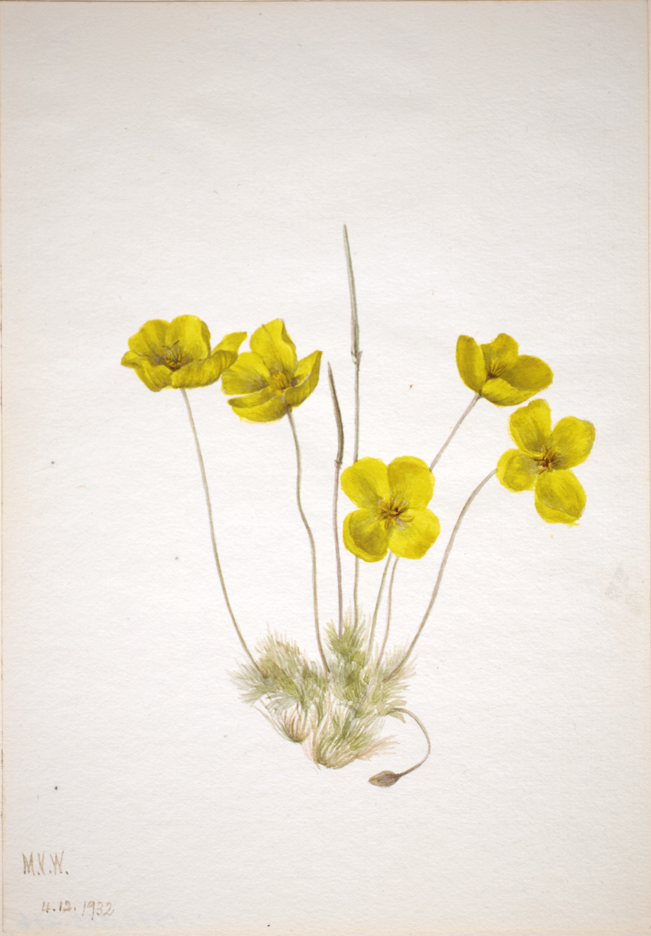 Mary Vaux Walcott, Desert Poppy (Eschscholtzia glyptosperma)