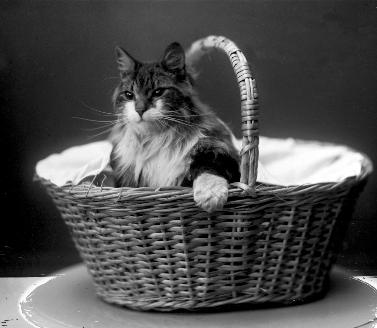 Gustav Borgen, Portrett, katt i kurv.