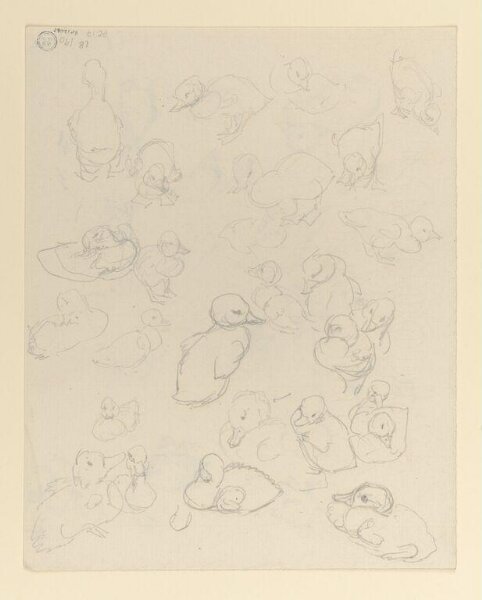 Potter, Beatrix, drawing