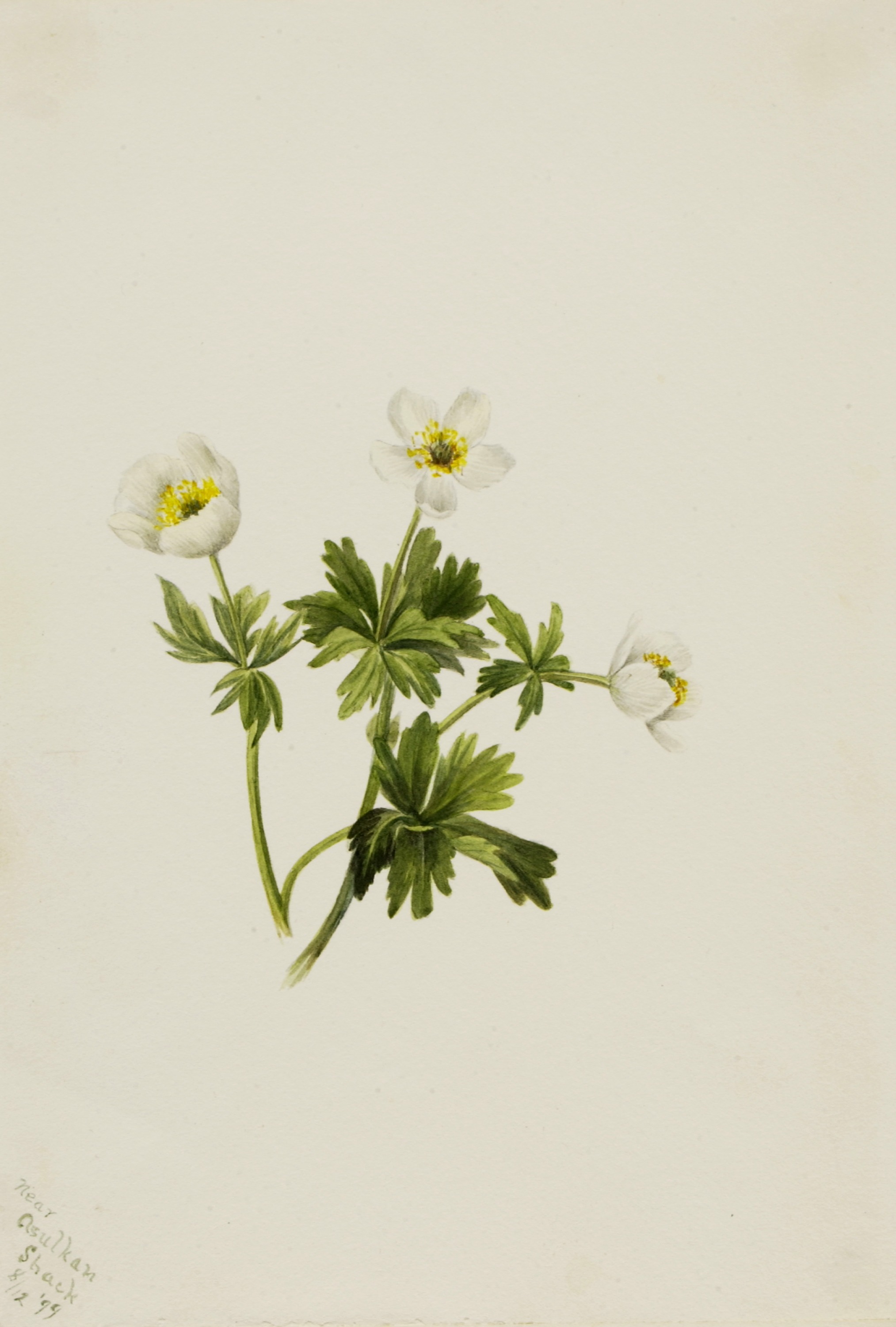 Mary Vaux Walcott, White Globeflower (Trollius albiflorus)