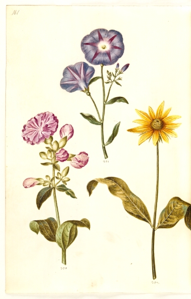 Hans Simon Holtzbecker, Saponaria officinalis (almindelig sæbeurt); Convolvulus tricolor (jomfruskørt); Helianthus (?) (solsikke-art)