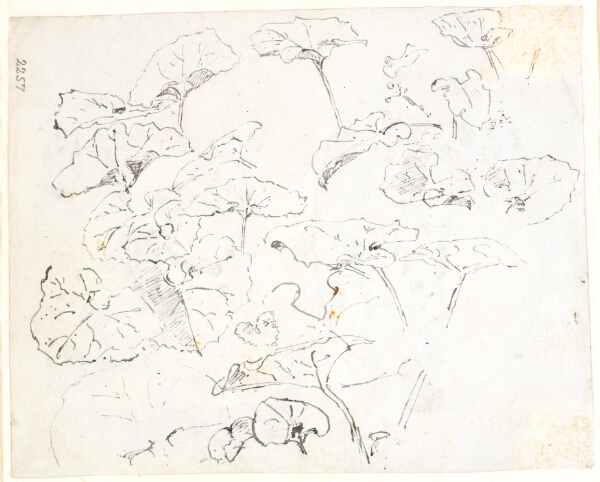 Dankvart Dreyer, Plantestudier