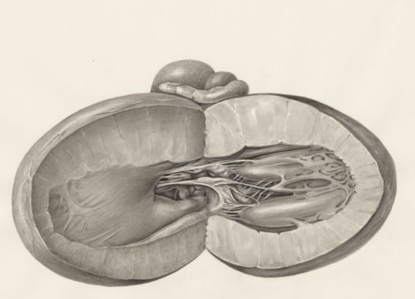 H.G Wetselaar, Heart