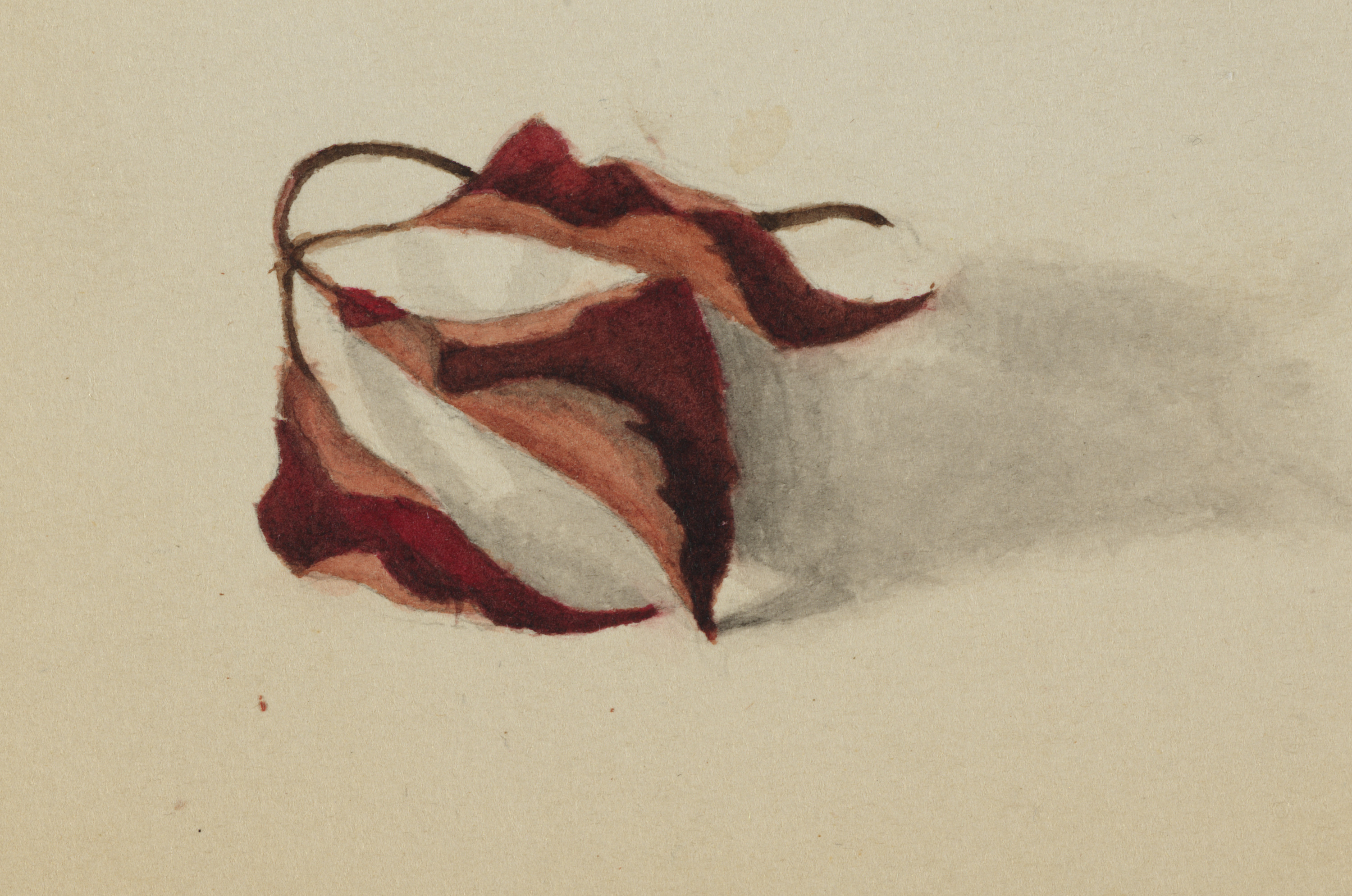 Mary Vaux Walcott, Untitled (Curled Autumn Leaves)