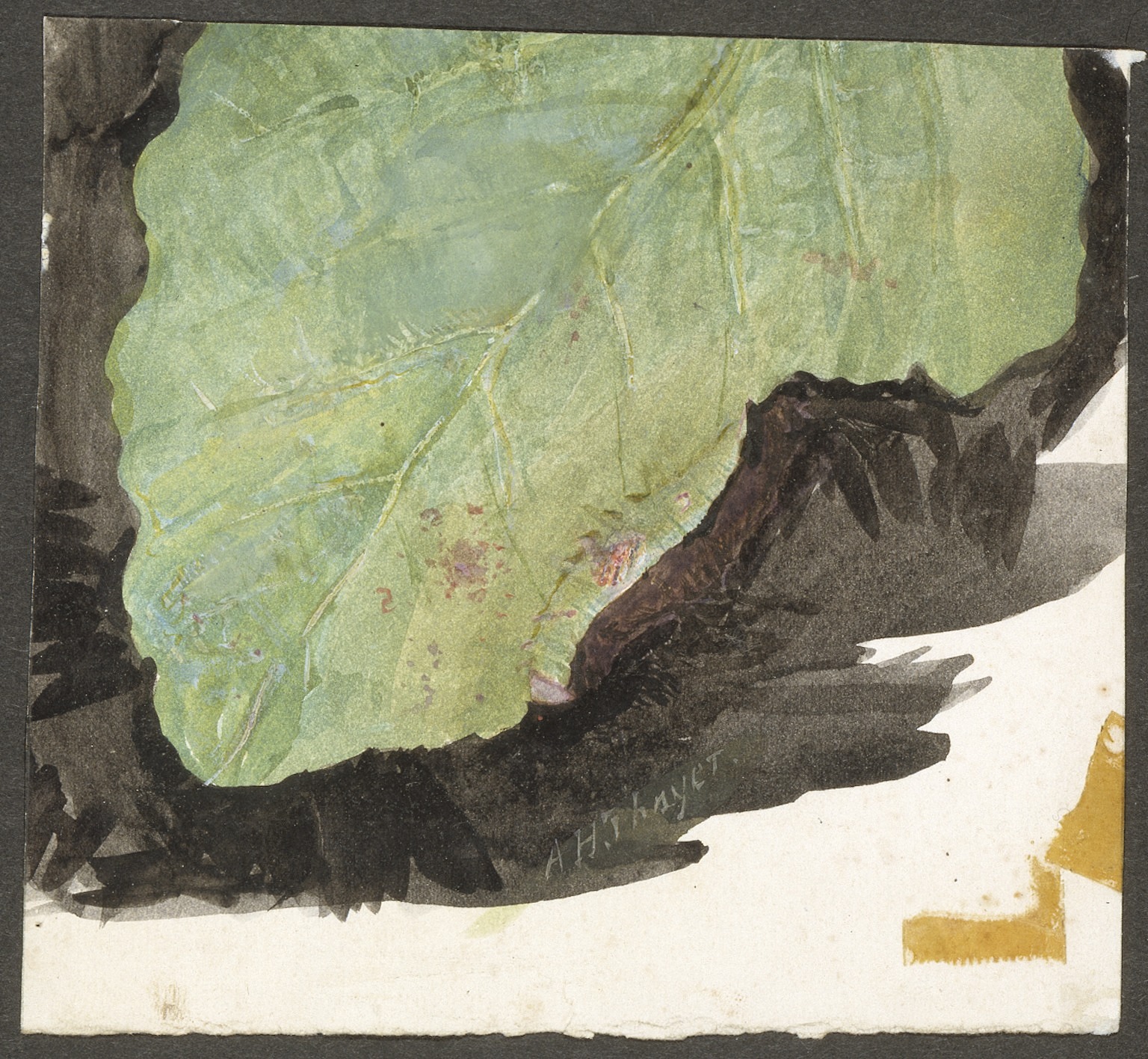 Abbott Handerson Thayer, Heterocampa Biundata, Walker, study for book Concealing Coloration in the Animal Kingdom