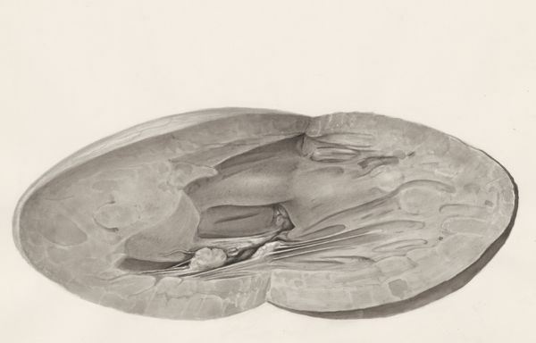 H.G Wetselaar, Heart