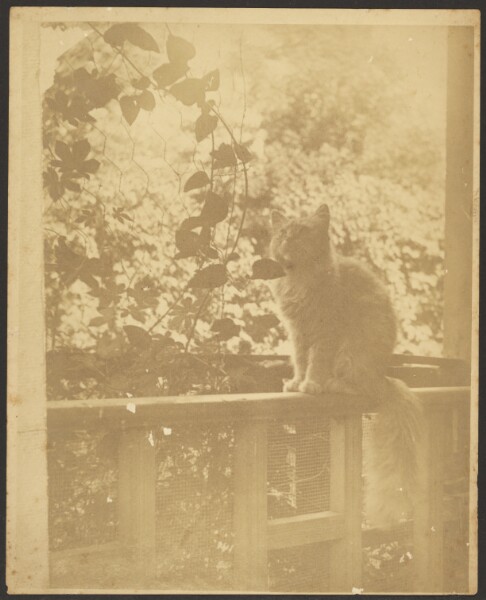 Louis Fleckenstein, [Cat on a Fence Railing]