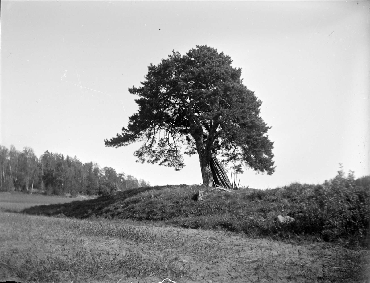 August Fredrik Schagerström, Tall, Almunge socken, Uppland juni 1924