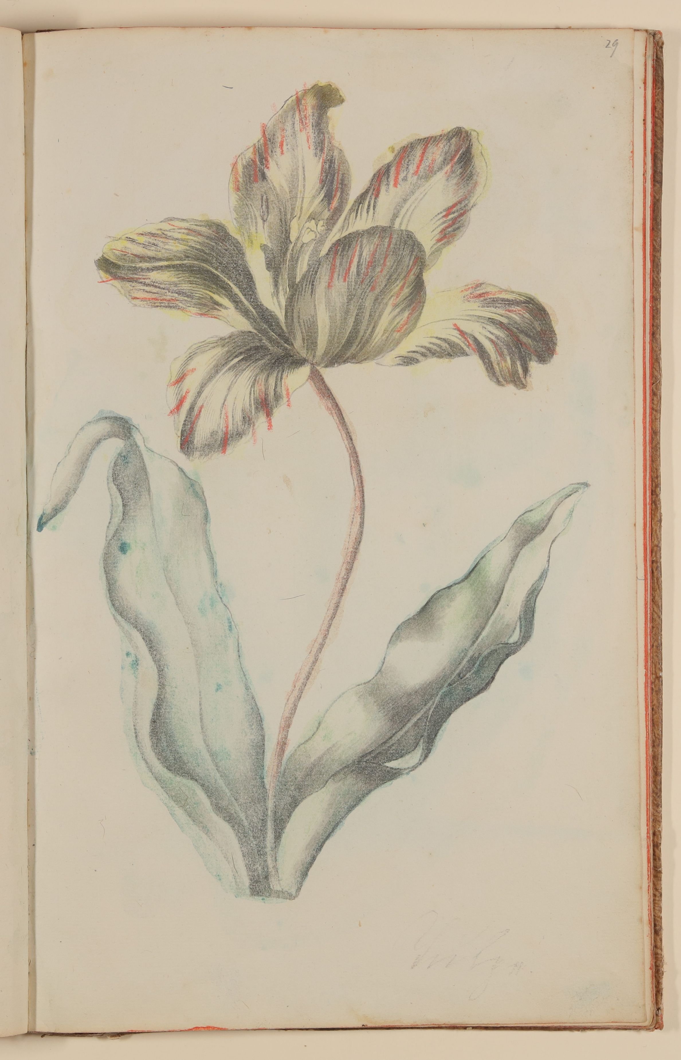 Marianne Franziska Seiffert von Klettenberg, Tulpe [aus einem Skizzenbuch der Marianne Franziska Seiffert von Klettenberg]