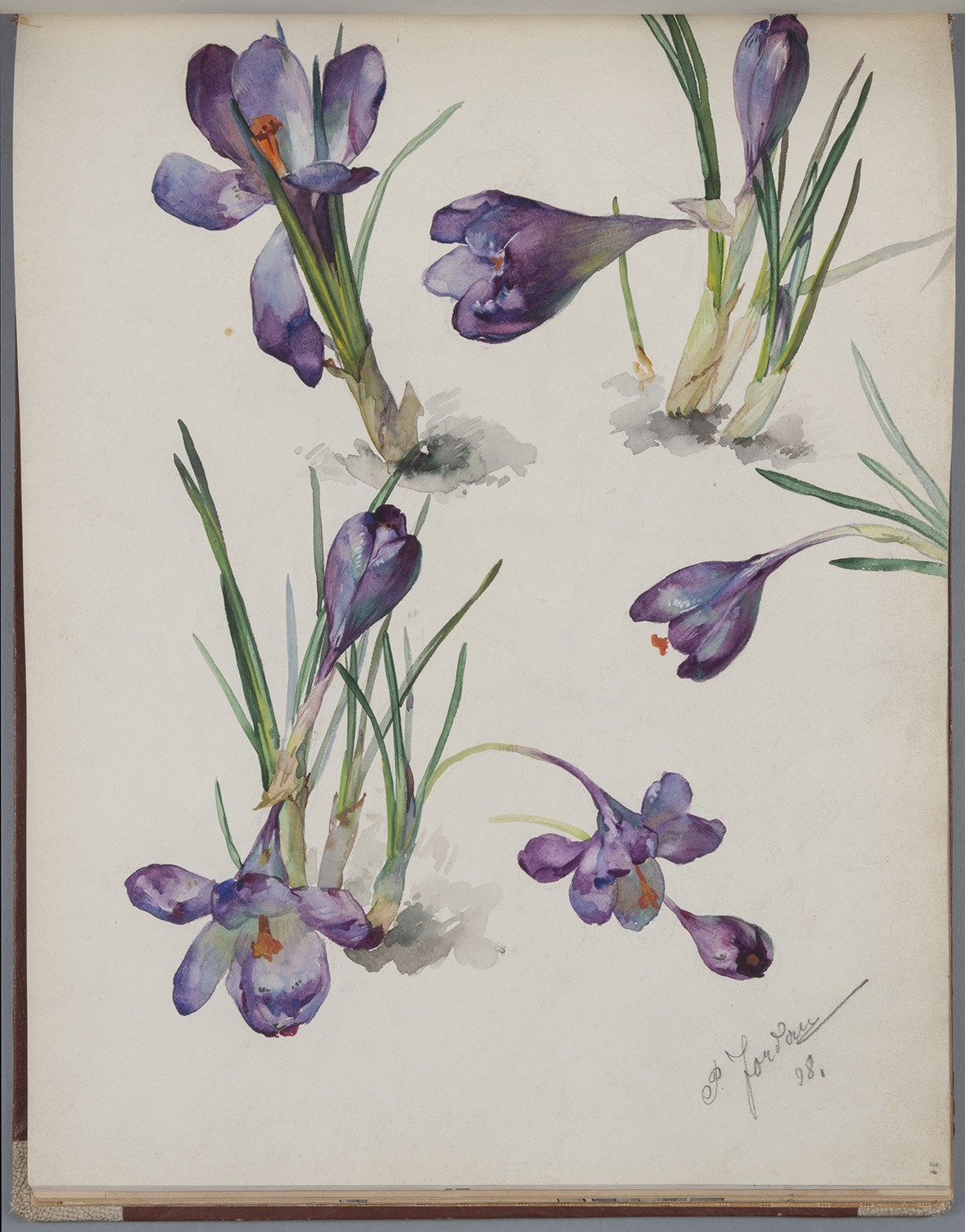 Paul Jordan, Blumen: Krokusse