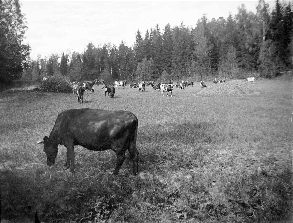 August Fredrik Schagerström, Cows on grazing at a Farmer, Almunge parish, Uppland in 1924
