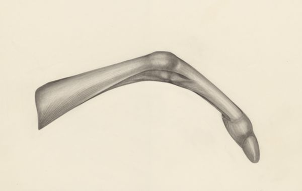 H.G Wetselaar, Muscular tissue of a mammal's finger